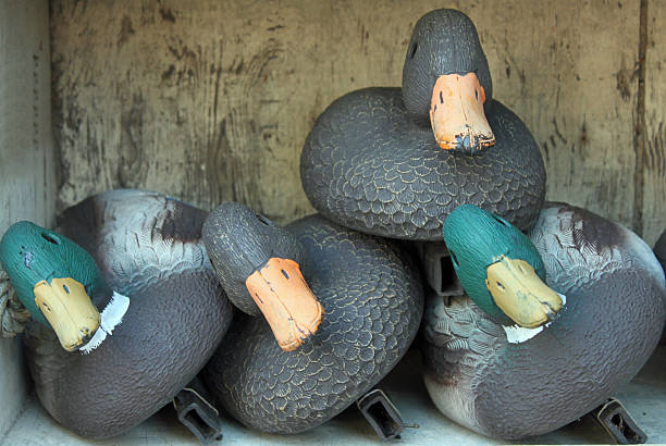 Box of Duck Decoys Box of Duck Decoys hunting decoy photos stock pictures, royalty-free photos & images