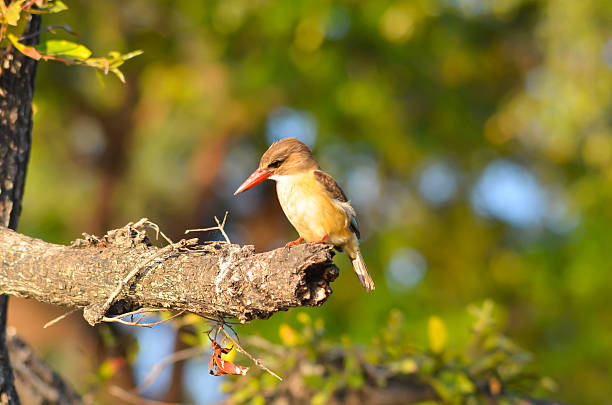 istock Brown-hooded kingfisher 487610923