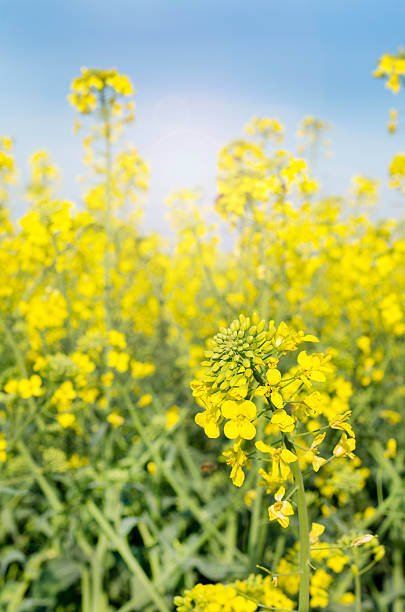 istock Rapeseed field with yellow canola crops against a blue sky 487611065