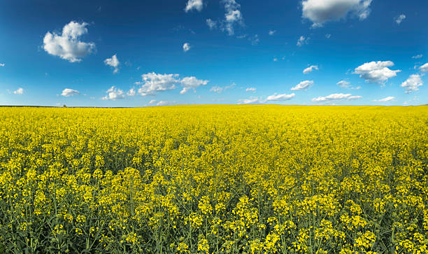 istock Canola, rapeseed crops field blooming over blue couds 487611069