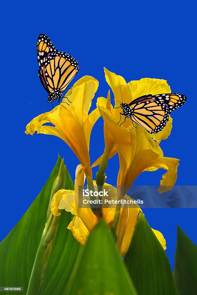 Canna King Midas com duas borboletas monarca - Foto de stock de Amarelo royalty-free