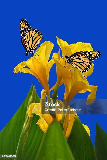 Foto de Canna King Midas Com Duas Borboletas Monarca e mais fotos de stock de Amarelo - Amarelo, Animal, Biologia