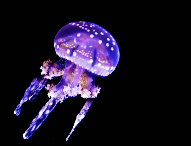 Translucent purple jelly fish swimming against a black background