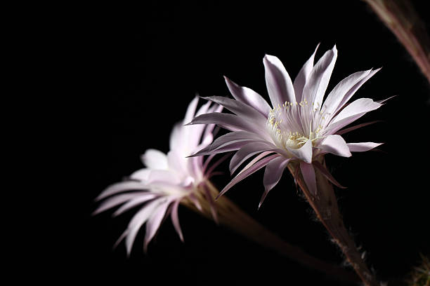 istock lily cactus, Echinopsis flower on black background 487611389