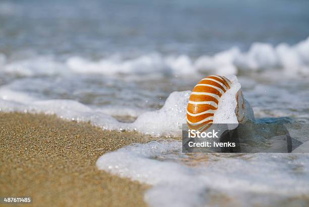 Nautilus Shell With Sea Wave Florida Beach Under The Sun Stock Photo - Download Image Now