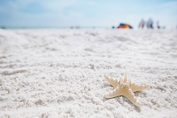 istock white starfish on sand beach and seascape 487611511
