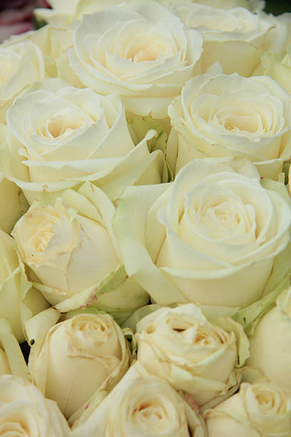 istock White roses in a wedding arrangement 487611807