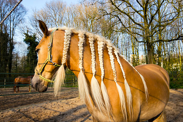 Horse with braids agains spring background