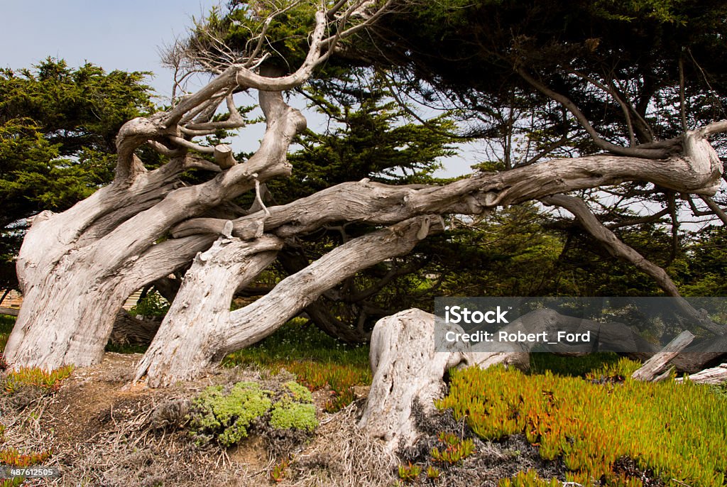 Wind-swept Trees Sonoma County Coast California Awe Stock Photo