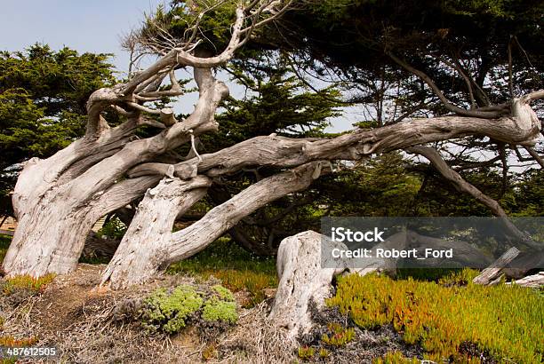 Windswept Trees Sonoma County Coast California Stock Photo - Download Image Now - Awe, Beauty, Beauty In Nature