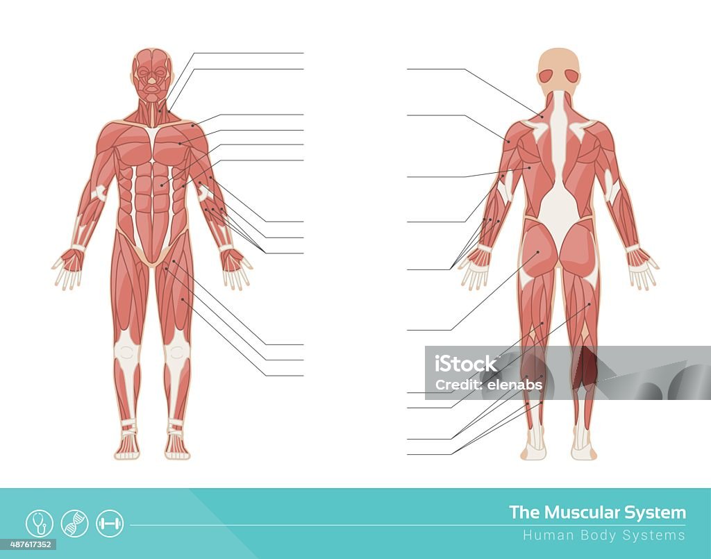 Le système musculaire - clipart vectoriel de Muscle libre de droits