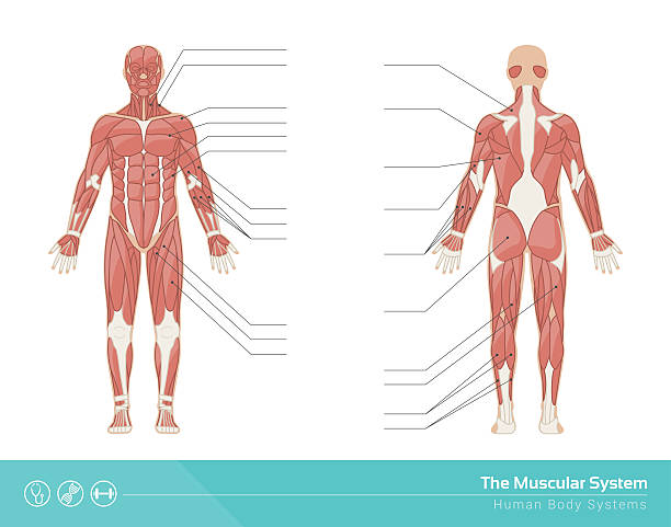 The muscular system The human muscular system vector illustration, front and rear view muscular build illustrations stock illustrations