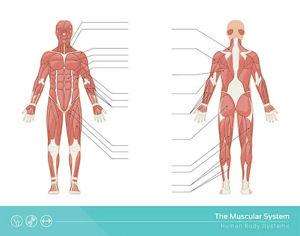 Vector illustration of The muscular system