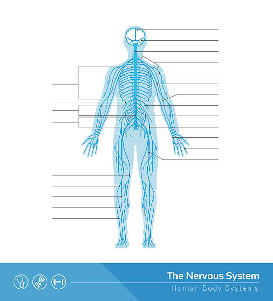 �신경계 - nerve cell synapse communication human spine stock illustrations