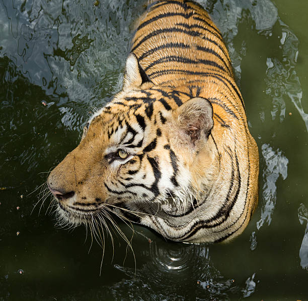 istock Close up head of tiger in the river 487617648