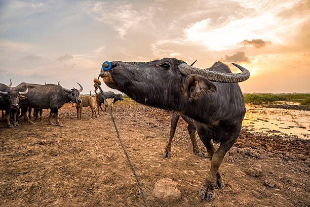 istock Happiness of the buffalo 487617672