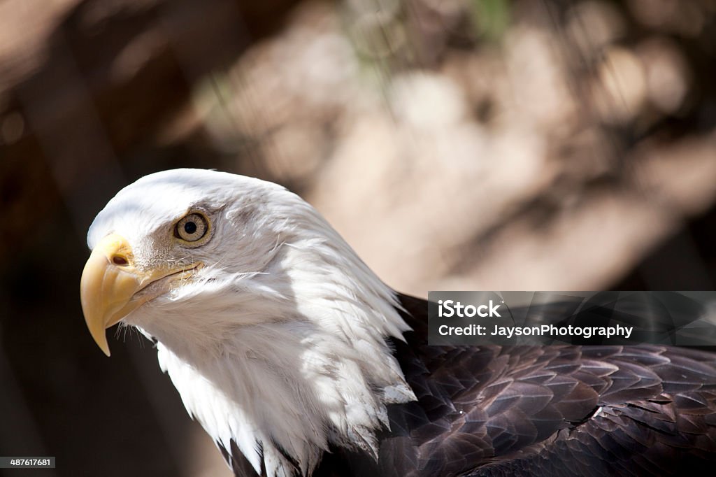 Weißkopfseeadler Eagle - Lizenzfrei Abgeschiedenheit Stock-Foto