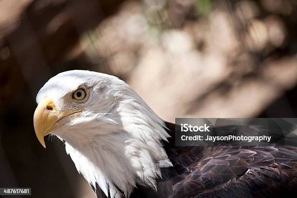 Weißkopfseeadler Eagle Stockfoto und mehr Bilder von Abgeschiedenheit - Abgeschiedenheit, Adler, Braun