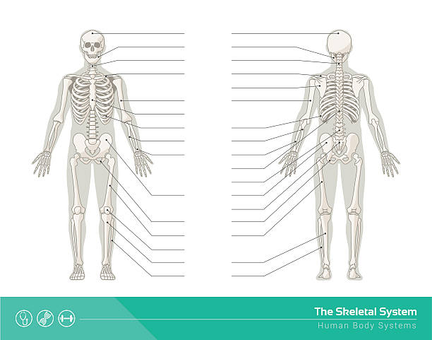 illustrazioni stock, clip art, cartoni animati e icone di tendenza di scheletro al sistema - osso parte del corpo