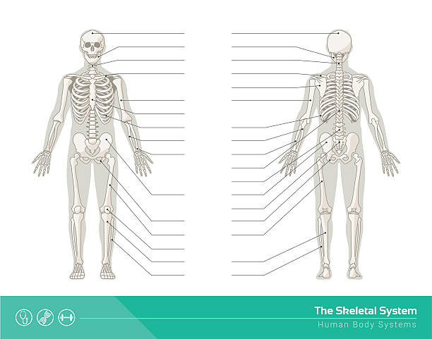 골격근 시스템 - human bone the human body healthcare and medicine human skeleton stock illustrations