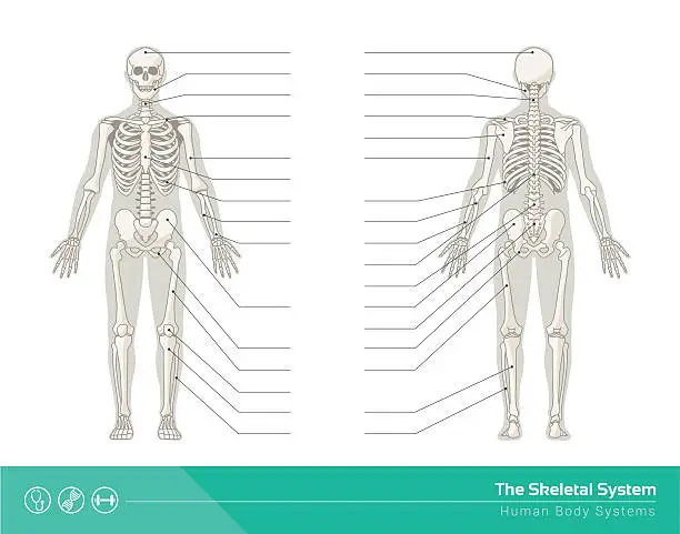 Vector illustration of The skeletal system