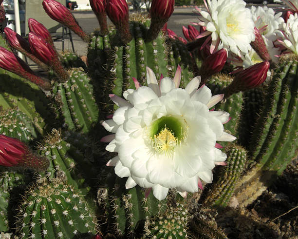 Cactus Flower stock photo