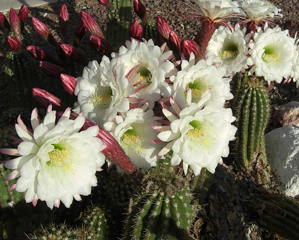 Desert Flowers stock photo