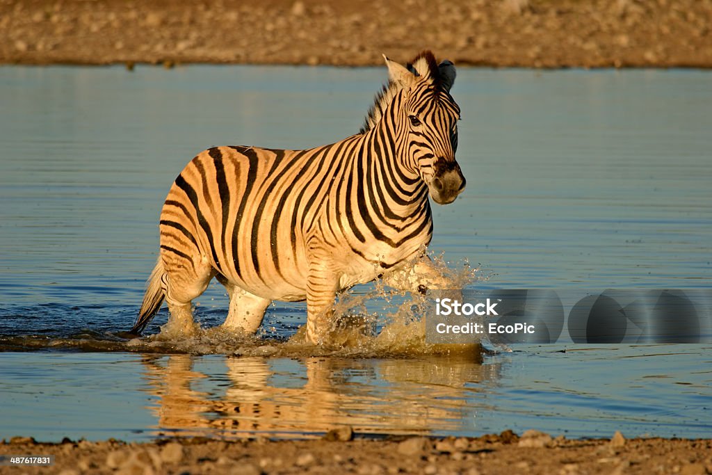 Zebra-das-planícies - Foto de stock de Andar royalty-free