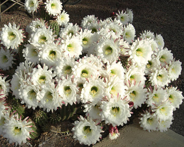 Cactus Bouquet stock photo