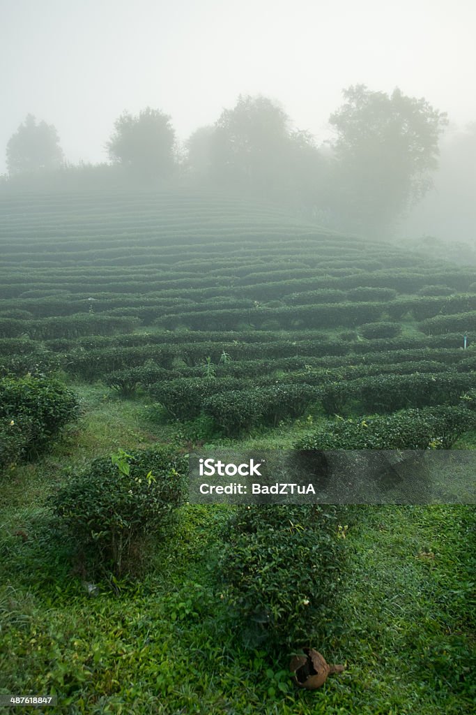 Tea field among mist in morning at Doi Wavee, Thailand. Tea field among mist in the morning at Doi Wavee, Thailand. Agricultural Field Stock Photo