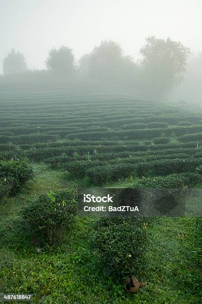 Tea Field Among Mist In Morning At Doi Wavee Thailand Stock Photo - Download Image Now