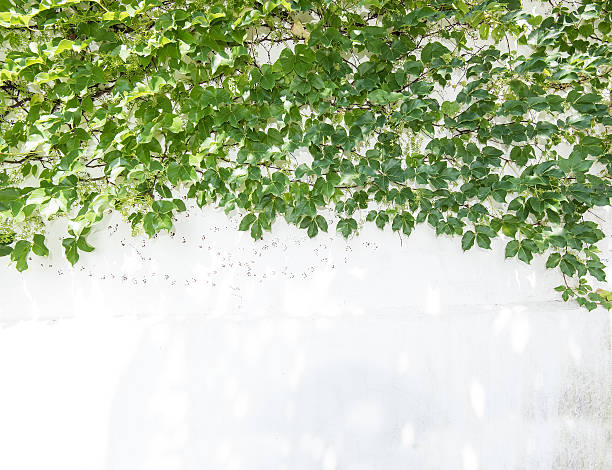istock ivy leaves isolated on a white background 487619278