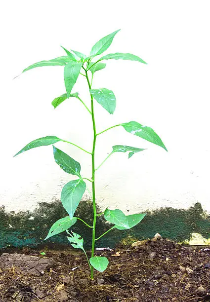 plant on soil beside wall concrete