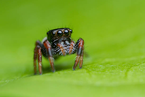 istock colorful small jumping spider on green leaf 487619359