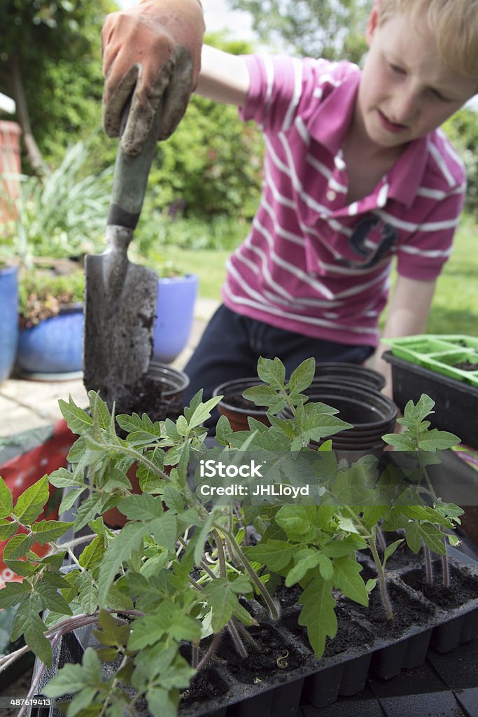 Child gardening boy in the garden repotting plants Adjusting Stock Photo