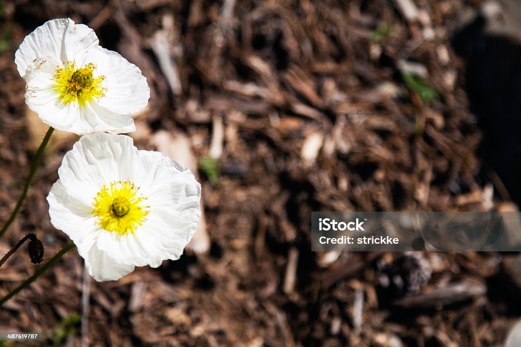 Branco e amarelo flores no ambiente Natural, com espaço para texto - Foto de stock de Alto contraste royalty-free