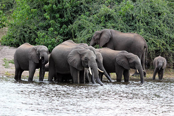 istock Botswana: Herd of Elephants Drinking in Chobe National Park 487619877
