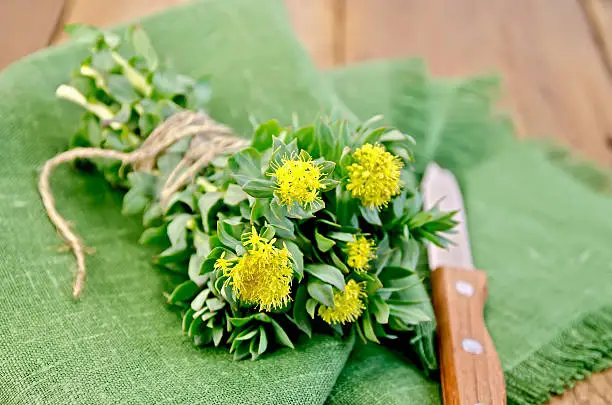 Rhodiola rosea flowers, tied with twine, a knife on a green napkin on a background of wooden boards