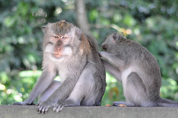 Monkeys Scratching Backs Stock Photo - Download Image Now