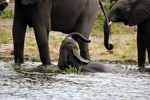 istock Botswana: Baby Elephant playing in the water 487620491