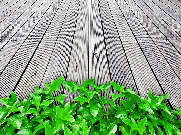 plant on wooden floor