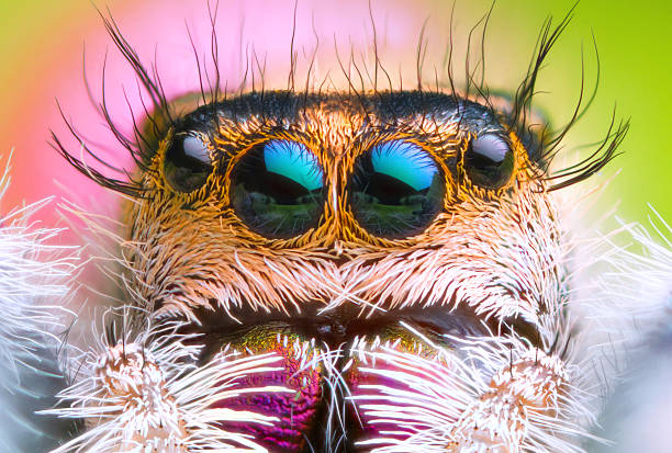 colorful jumping spider on green background