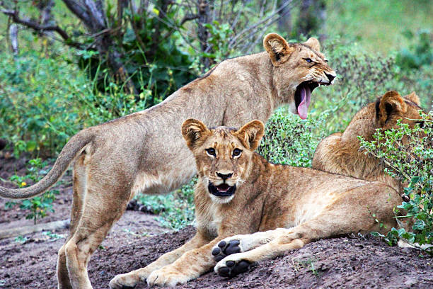istock Botswana: Lions at Chobe National Park 487620937