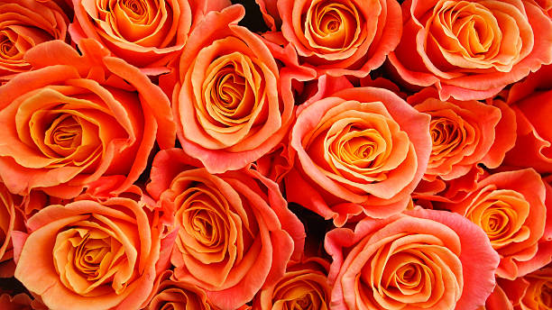 Orange roses stock photo