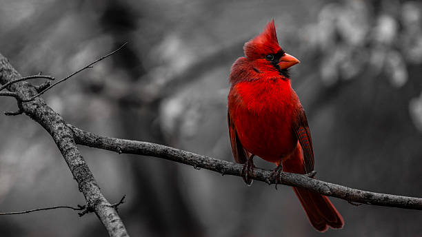 Red Cardinal stock photo