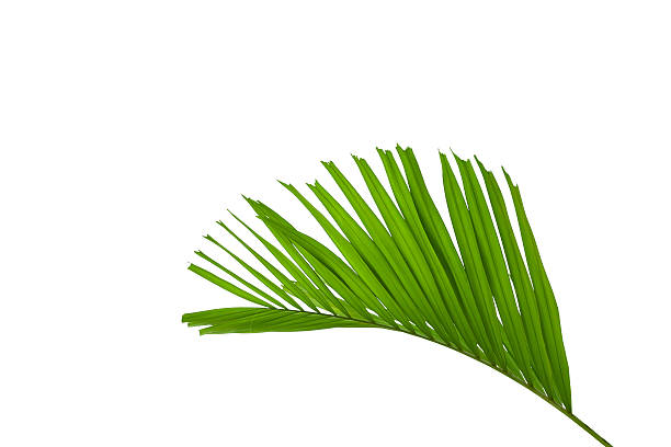 istock green palm leaves isolated on white background 487621889