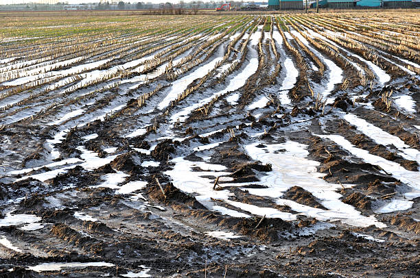 istock Harvested farm field under snow 487622446