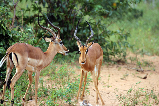 istock Botswana: Young Impala locking horns at Chobe National Park 487622769