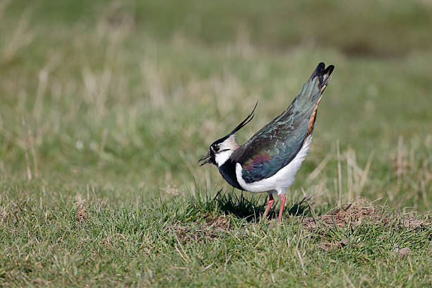 istock Northern lapwing, Vanellus vanelluss 487622819