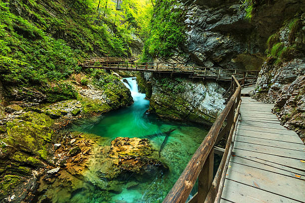 vintgar gorge i green river, bled, triglav- słowenia - beauty in nature clean cool stream zdjęcia i obrazy z banku zdjęć